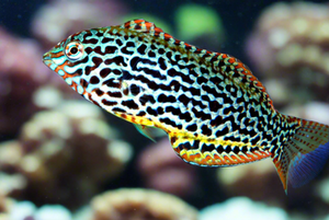 Descriptive image text