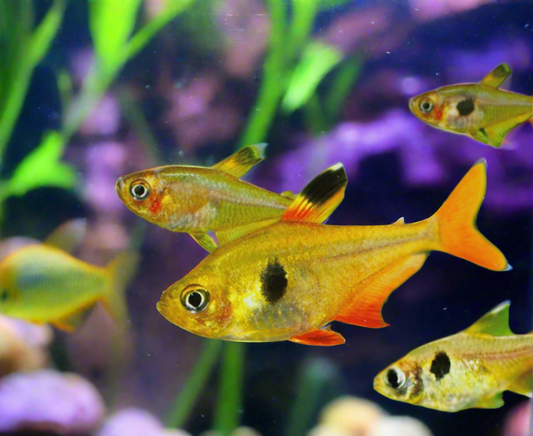 Tetra phantom yellow