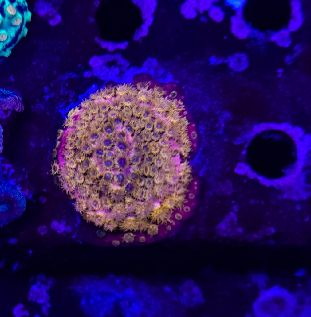 WYSIWYG SCC  Rapture Red Cyphastrea