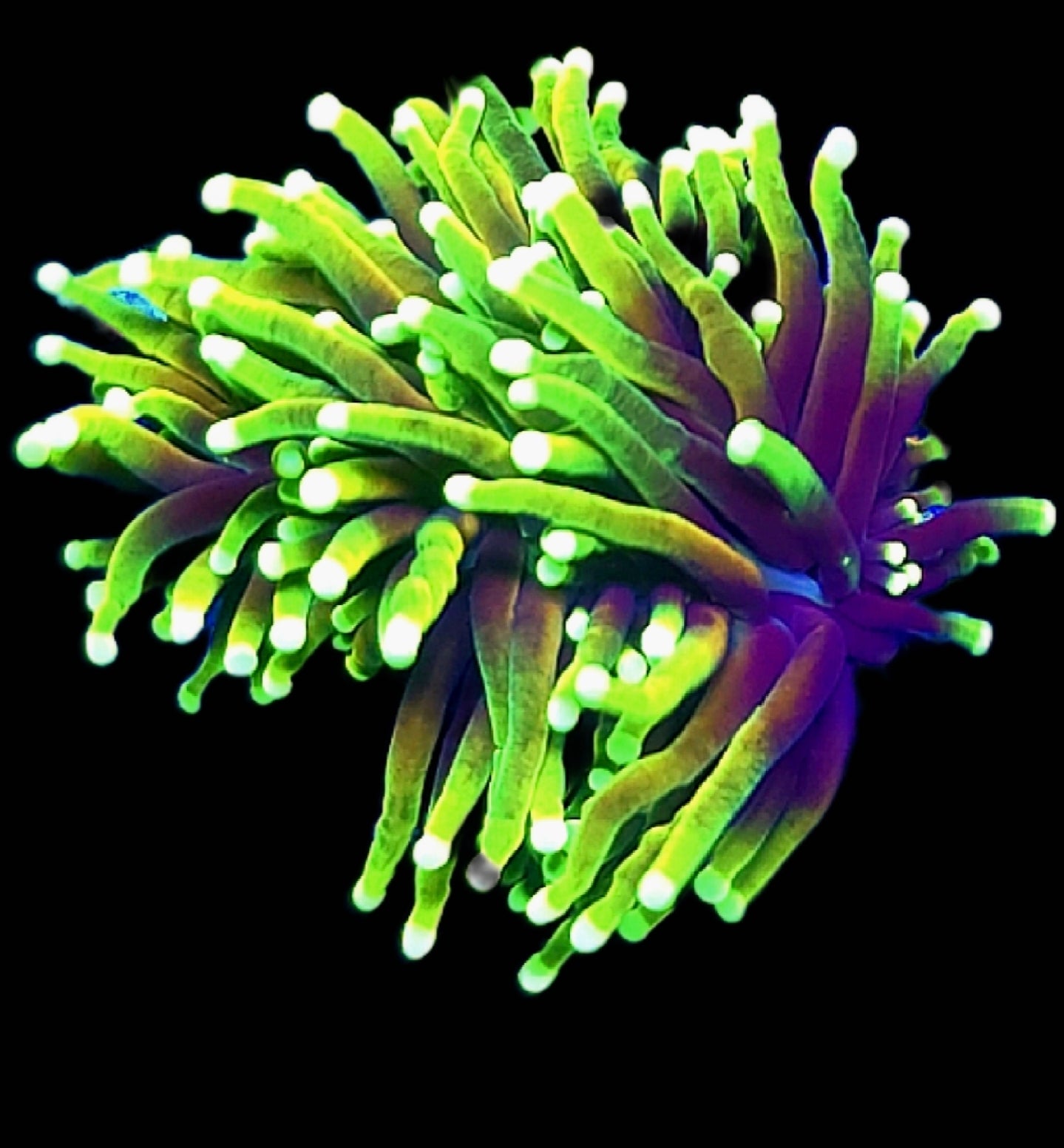 WYSIWYG 2 heads Hellfire Torch Coral - Shipwreck Cove Corals