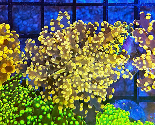 WYSIWYG Neon Yellow Octospawn Coral - Shipwreck Cove Corals