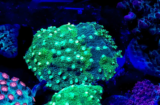 WYSIWYG Kryptonite Cyphastrea coral