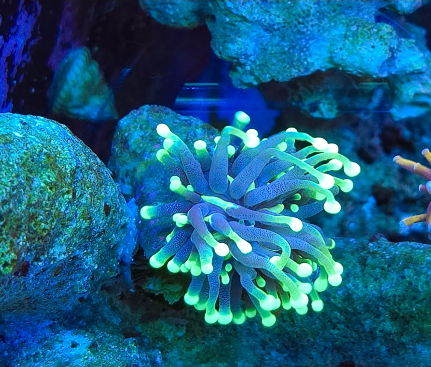WYSIWYG Eggplant Torch coral