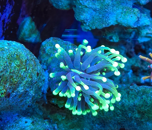 WYSIWYG Eggplant Torch coral