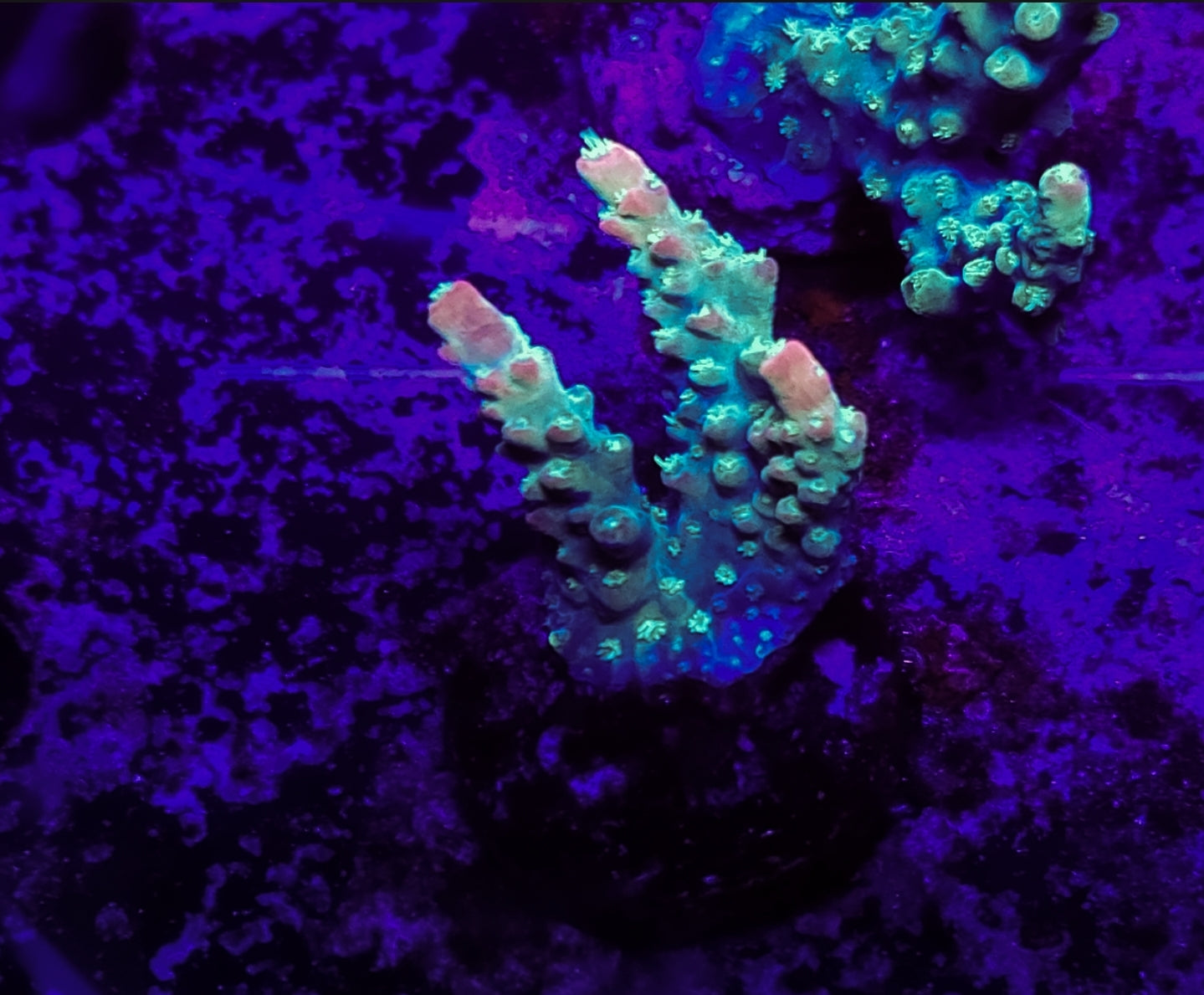 WYSIWYG SCC Creamsicle acro coral sml