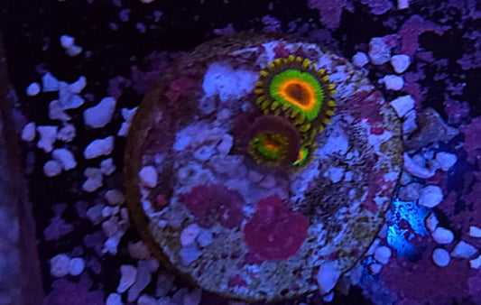WYSIWYG Rasta Zoa Coral 3+Heads - Shipwreck Cove Corals