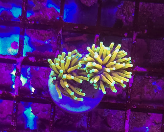 WYSIWYG 2 heads Hellfire Torch Coral