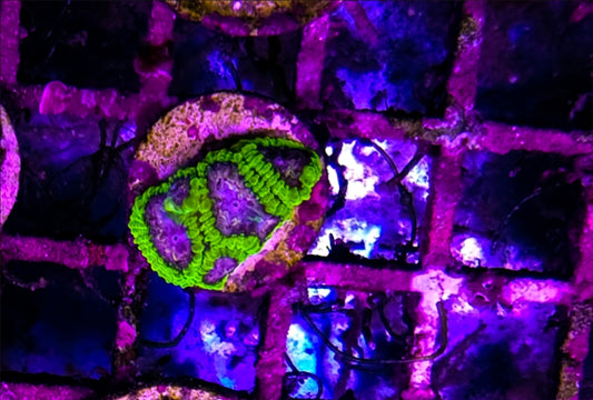 WYSIWYG SCC Thanos Favia coral frag