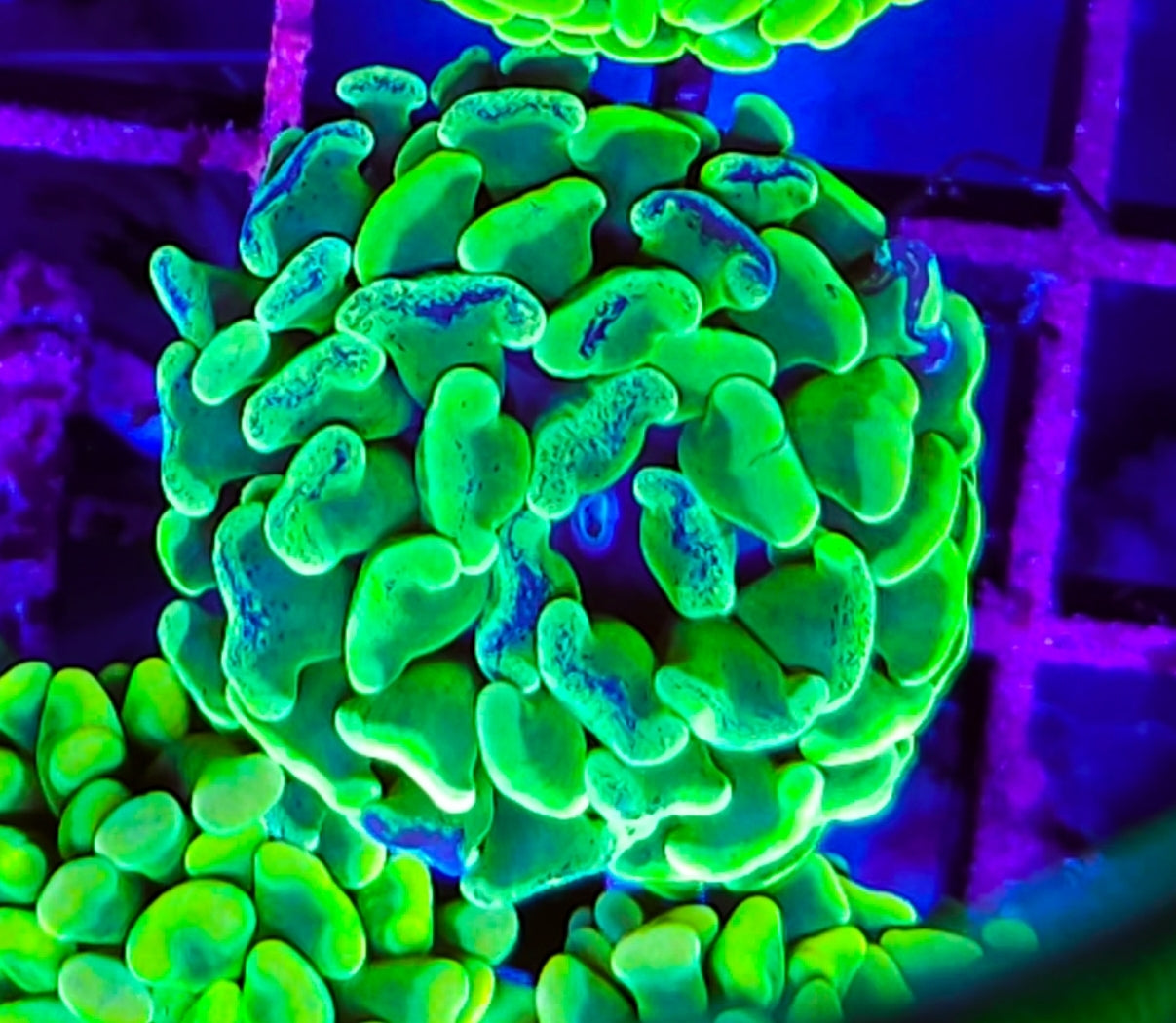 WYSIWYG Toxic Splatter Hammer coral new