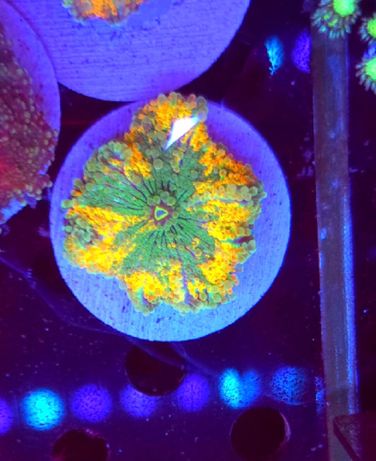 WYSIWYG Ultra Yuma #1 - Shipwreck Cove Corals