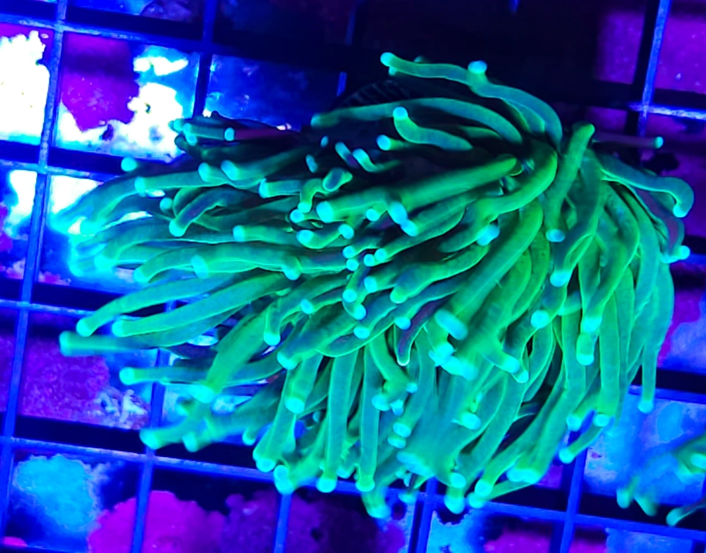 WYSIWYG 2 heads Hulk Torch Coral new