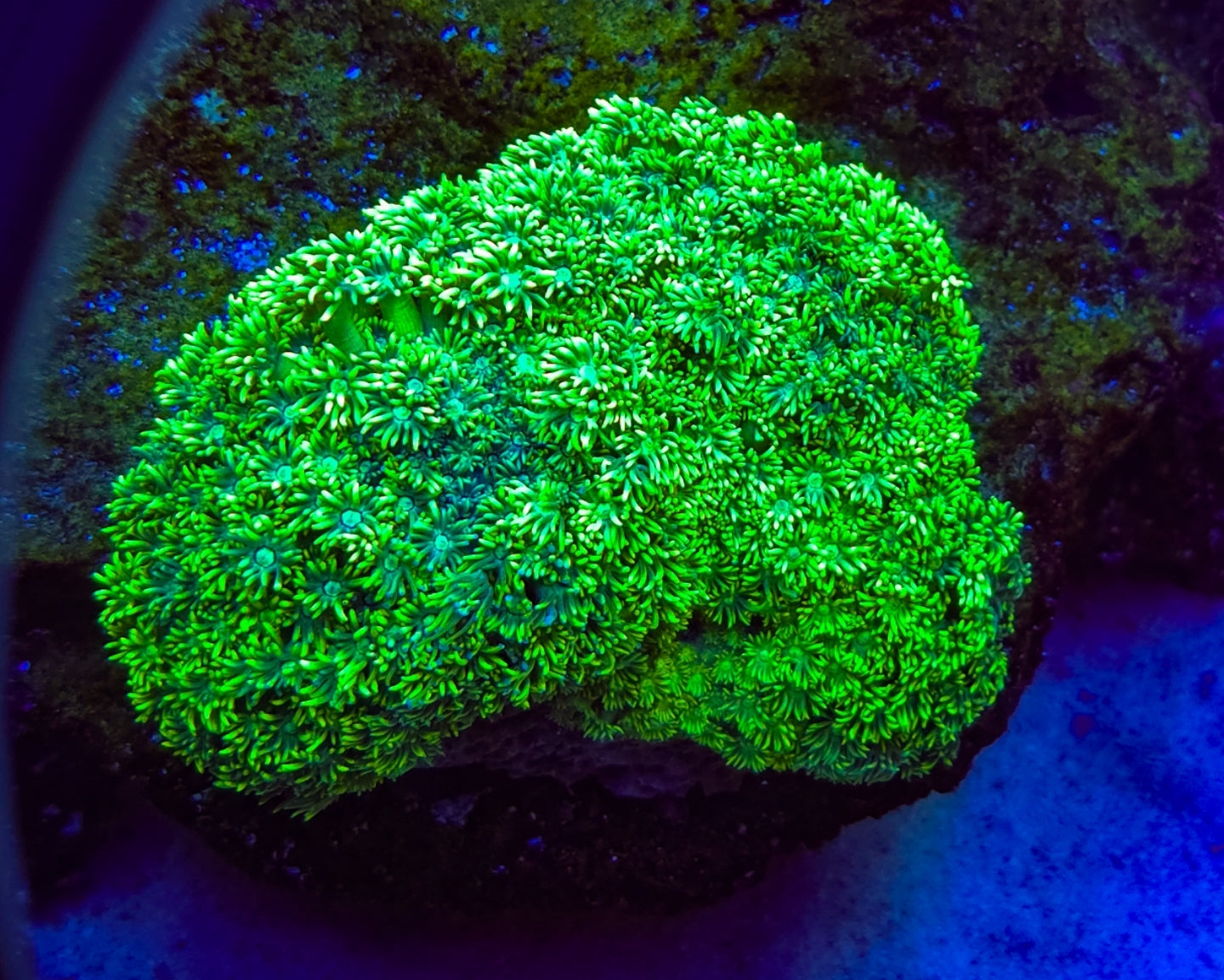 WYSIWYG L/G Sour Apple Goni coral