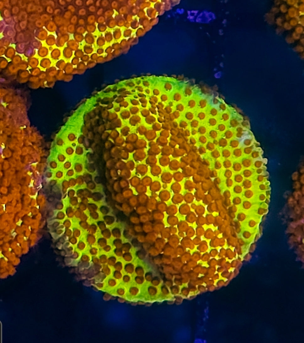 WYSIWYG Burning banana Digitata coral