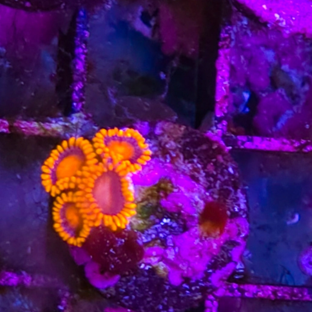 WYSIWYG Orange Bam Bam zoa coral frag