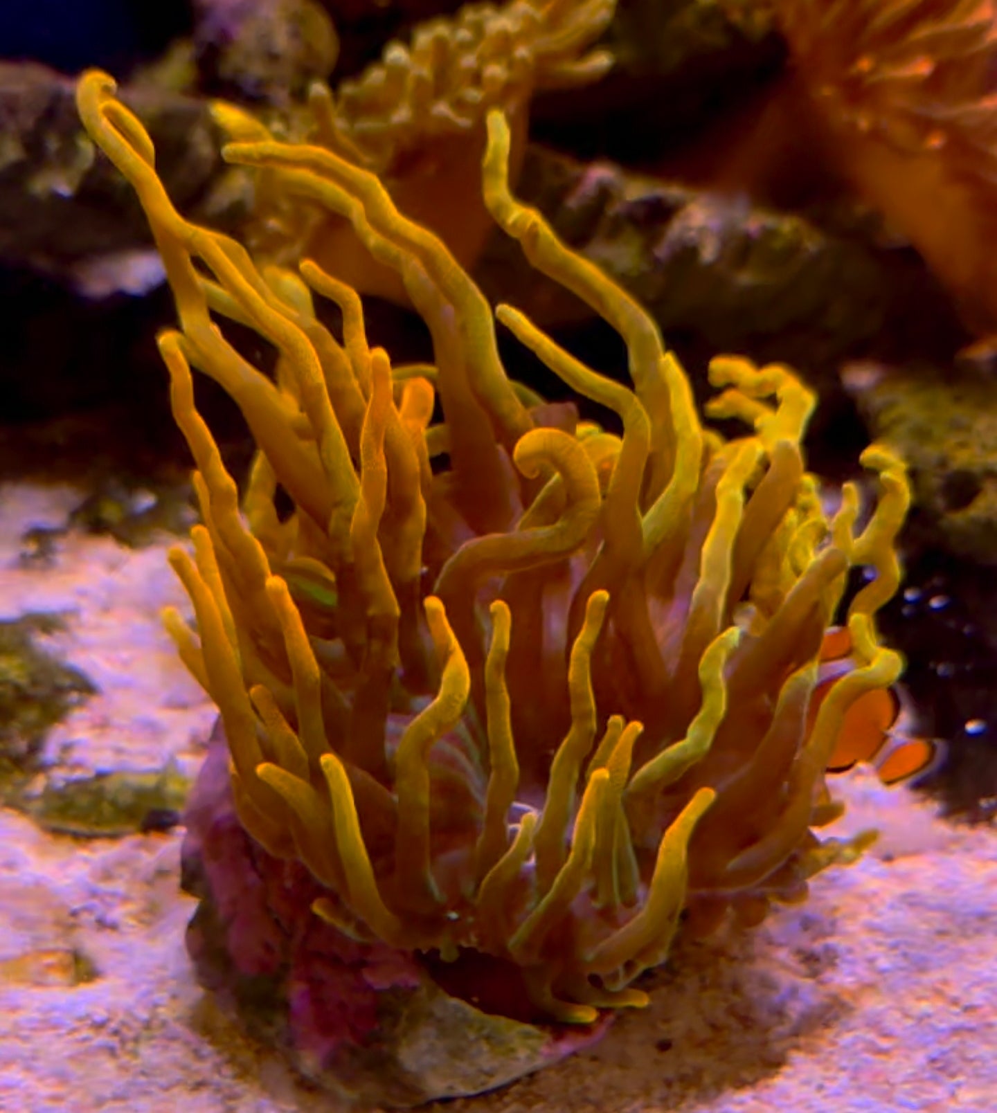 WYSIWYG Chicago Anemone - Shipwreck Cove Corals