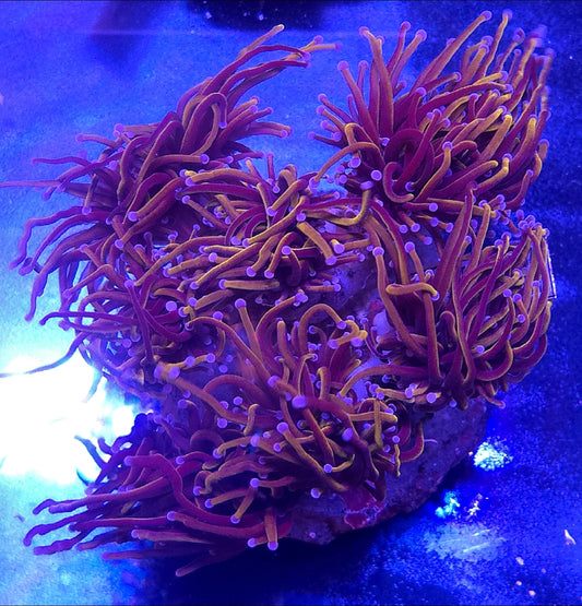 SCC Red Rum Torch coral Single Heads