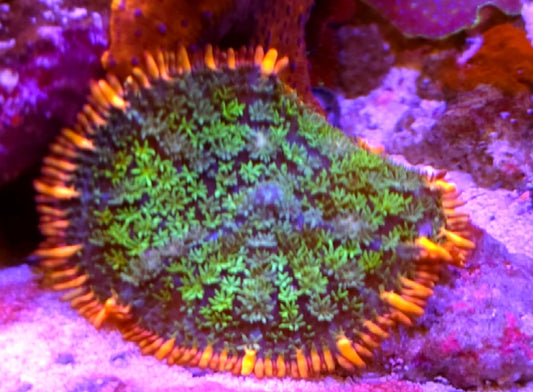 WYSIWYG Frankenstein Bounce Mushroom coral