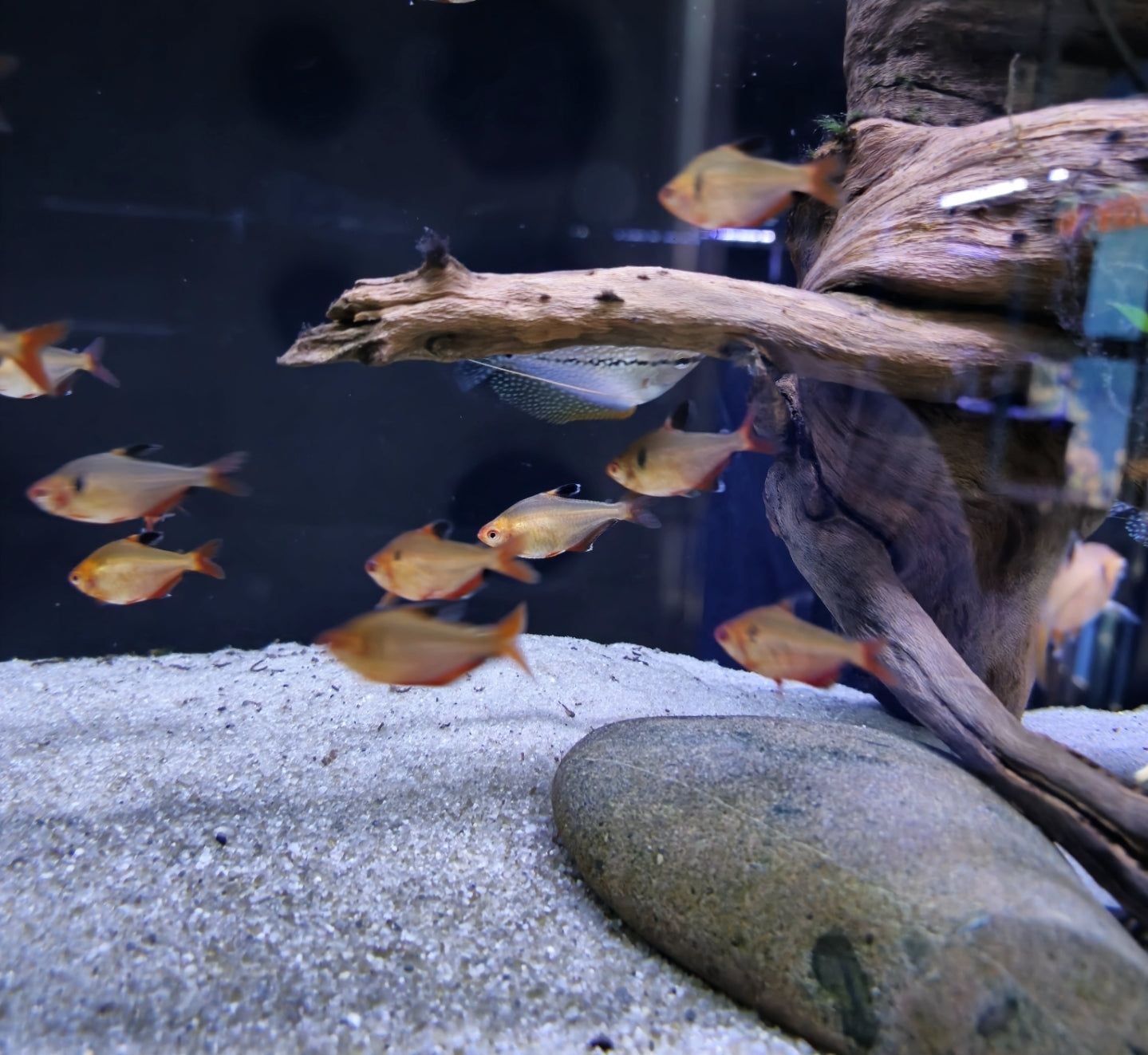 Tetra serpae
