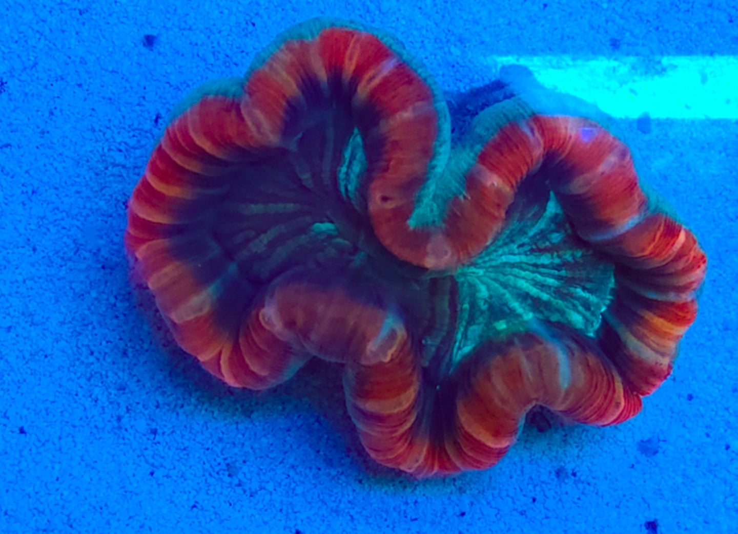 WYSIWYG Open Brain/Trachy coral #2