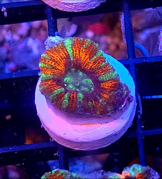 WYSIWYG Candy Apple Acan Coral Frag