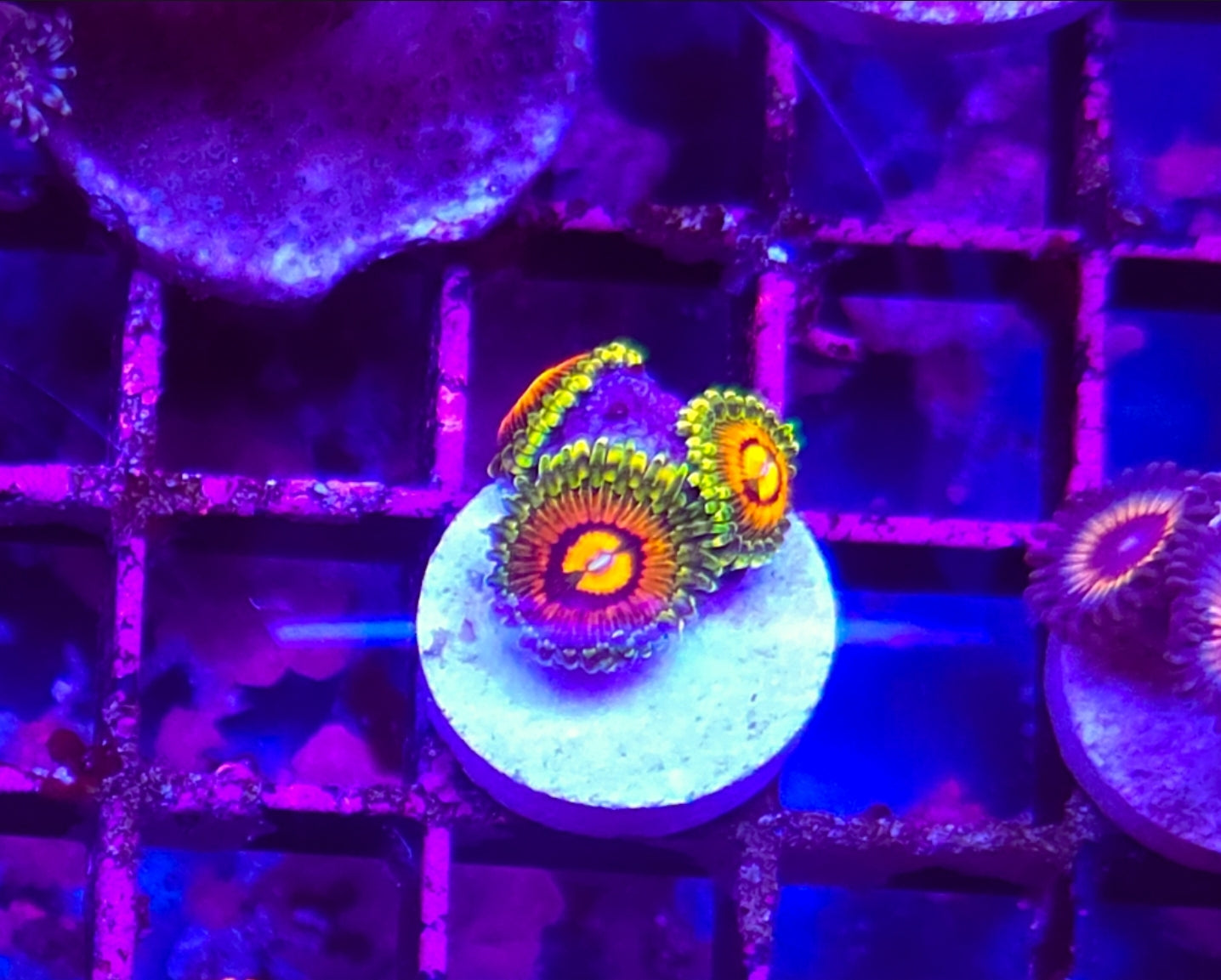 WYSIWYG SCC Sonic Flare zoa coral