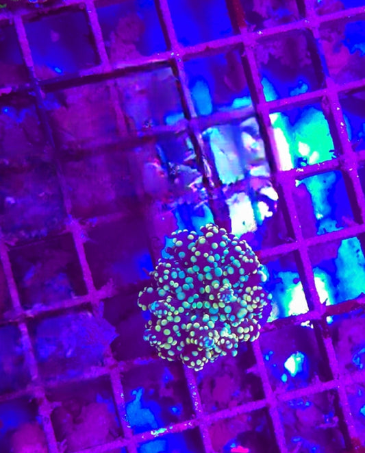 WYSIWYG SCC Red Dippin Dot Octospawn coral