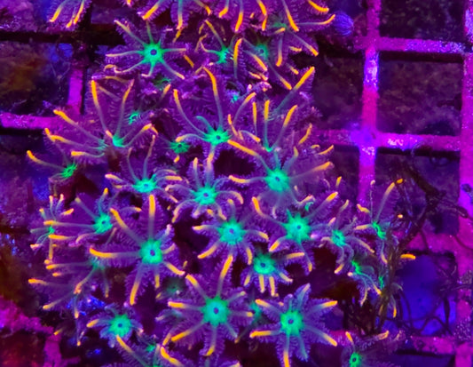 WYSIWYG Firework Clove Polyps coral frag