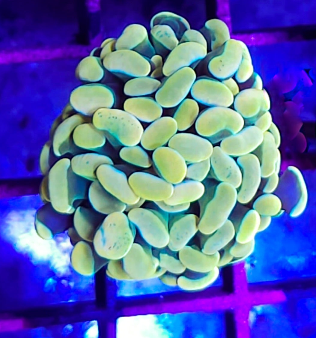 WYSIWYG HG Hammer coral new
