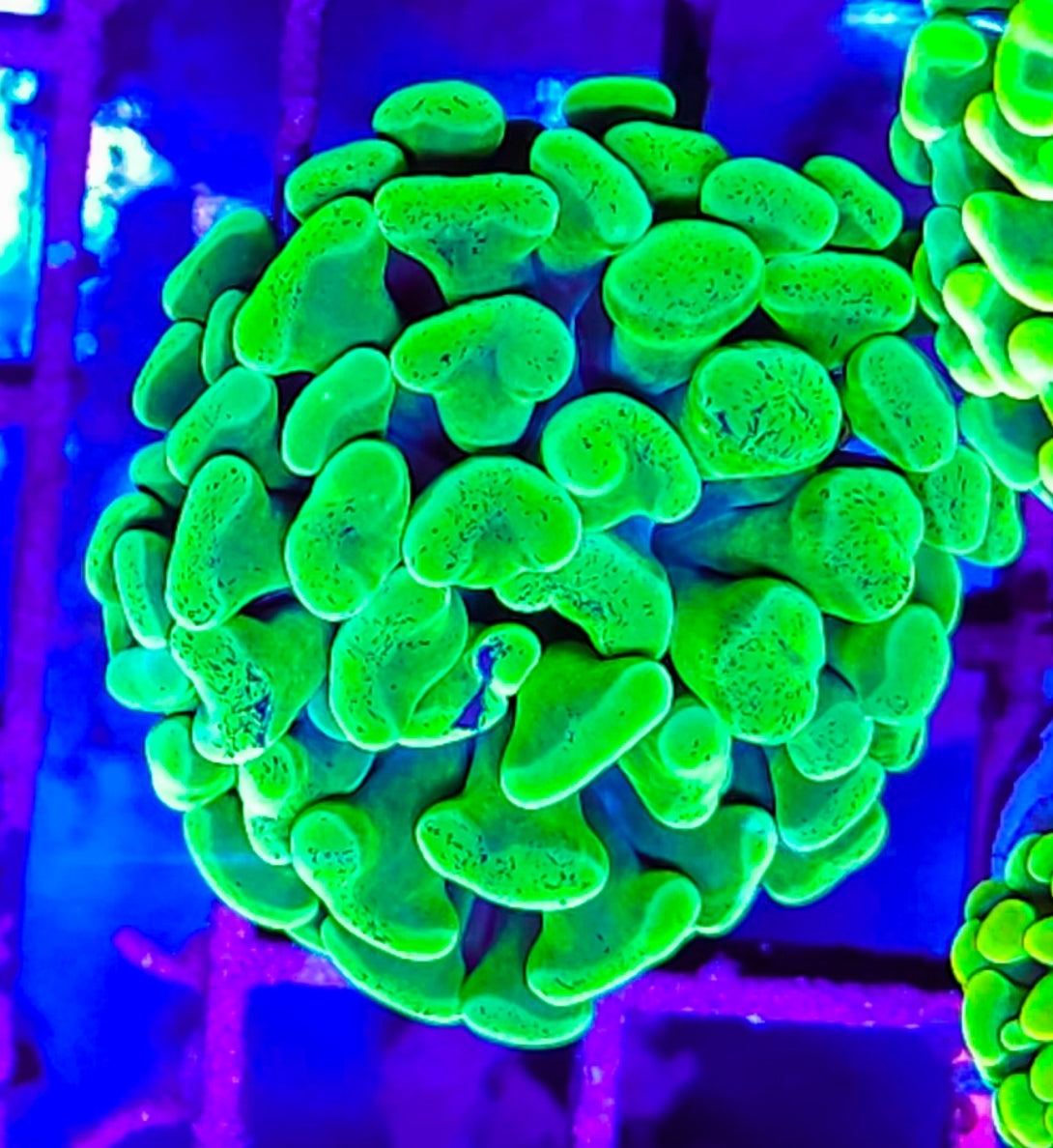 WYSIWYG Toxic Splatter Hammer coral new