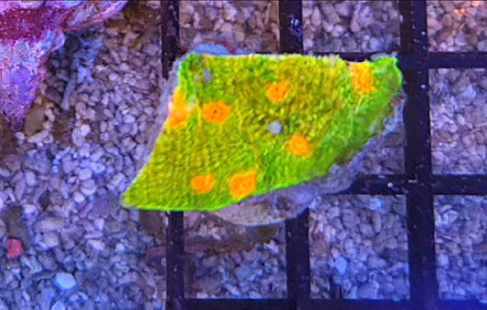 WYSIWYG Mummy Eye Chalice coral - Shipwreck Cove Corals