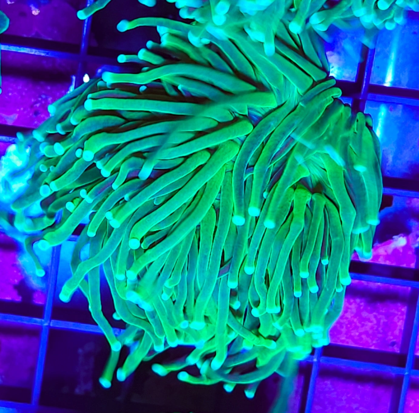 WYSIWYG 3 heads Hulk Torch Coral new