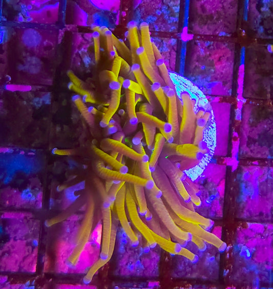 WYSIWYG 24k Gold Torch coral