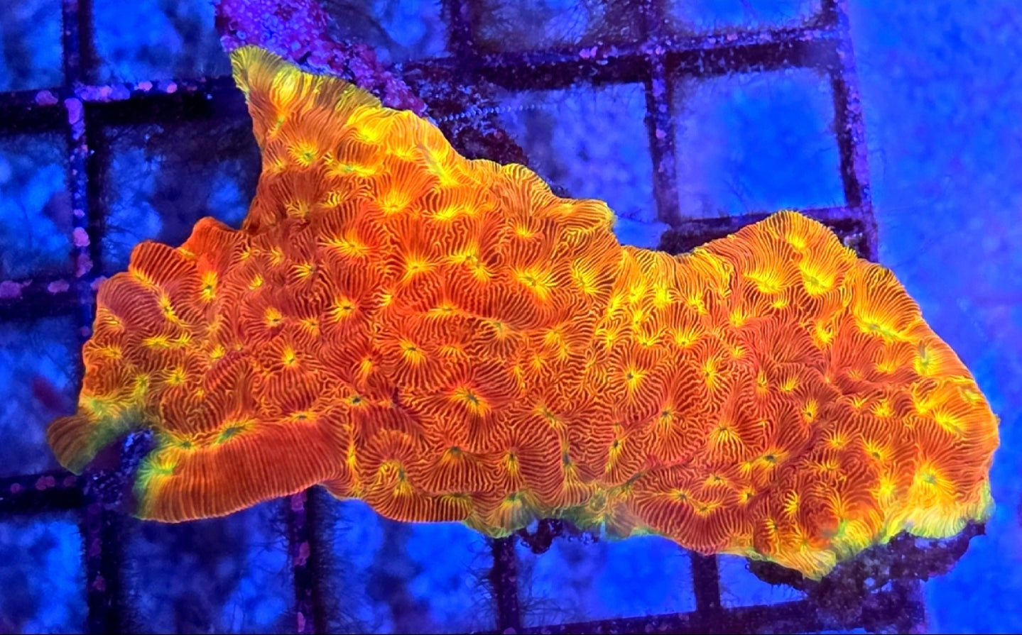 WYSIWYG Ring Of Fire Favia Coral Large