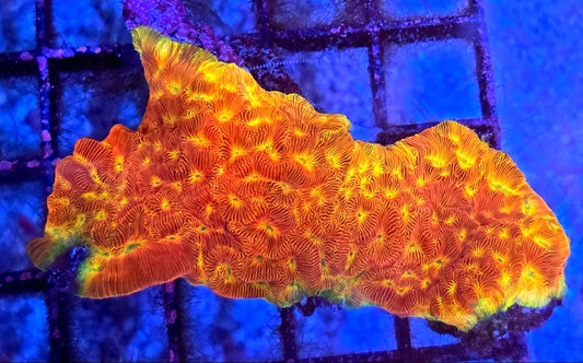 WYSIWYG Ring Of Fire Favia Coral Large