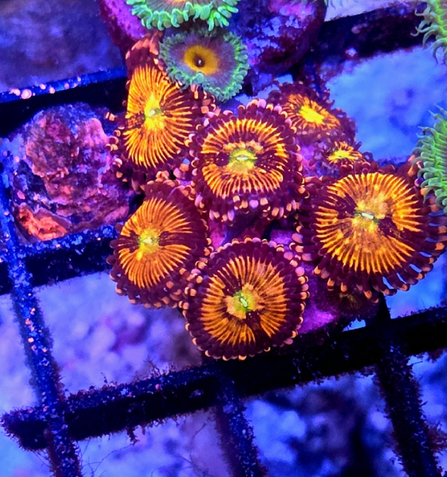 WYSIWYG Sakura Sunrise Zoa Coral Frag 8 Heads