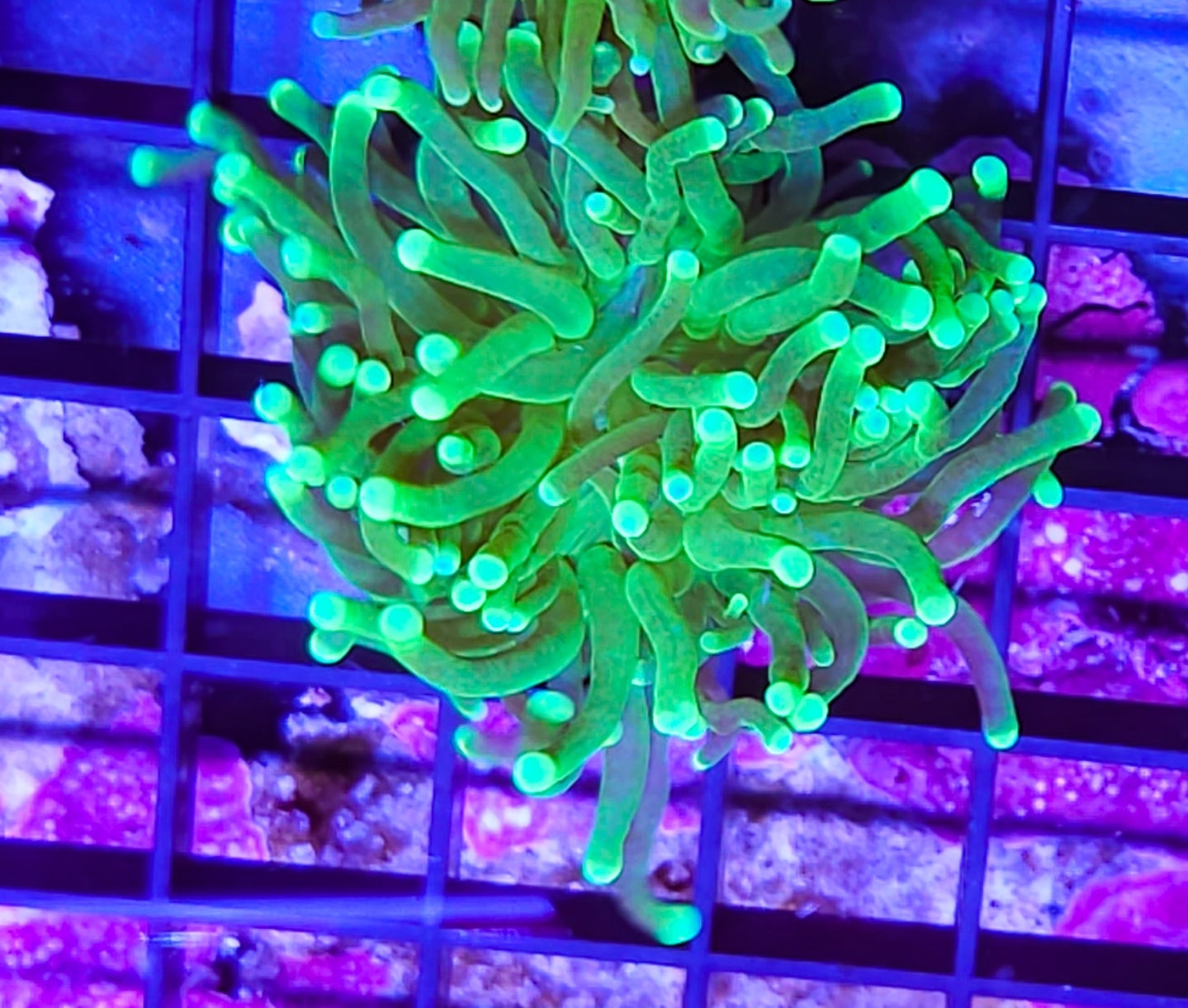 WYSIWYG Hulk Torch Coral new