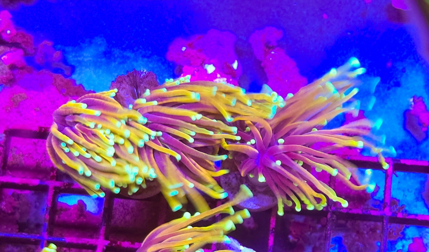 WYSIWYG 3 Head Hellfire Torch coral