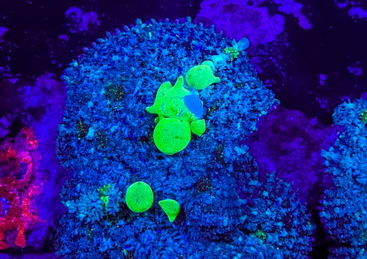 WYSIWYG TSA Tocic Bounce mushroom coral