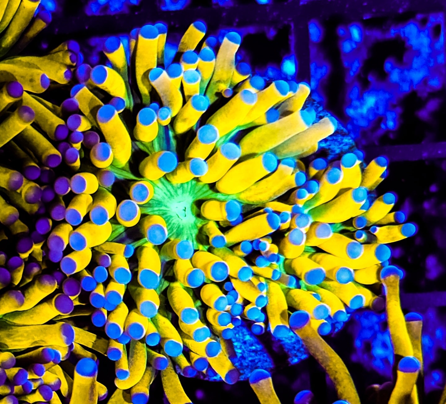 WYSIWYG 1 head Banana Grail torch coral upgrade and swap