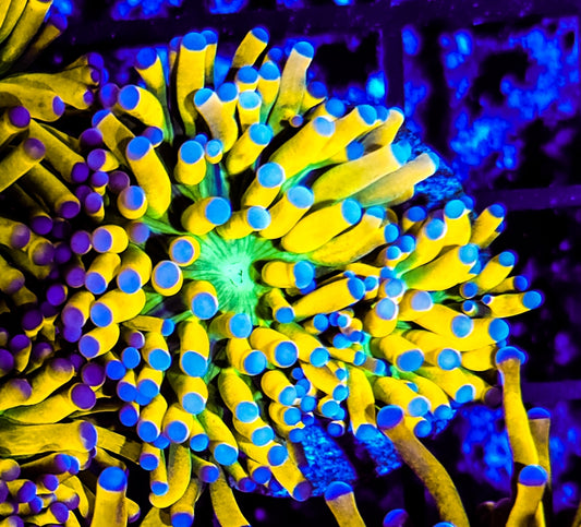 WYSIWYG 1 head Banana Grail torch coral upgrade and swap