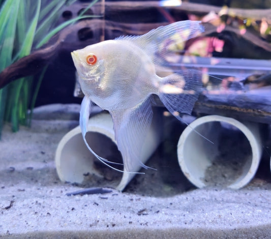 Angel albino large