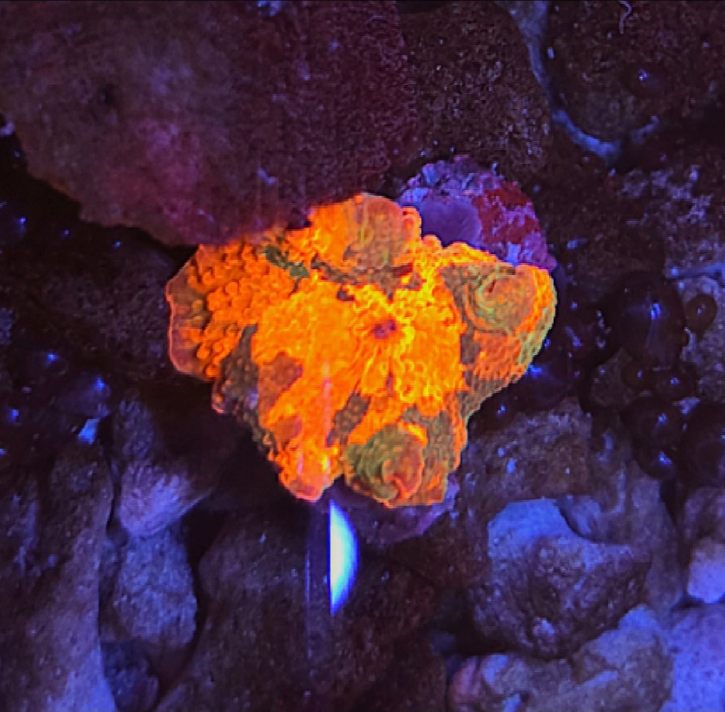 WYSIWYG Candy Crush Mushroom#1 - Shipwreck Cove Corals
