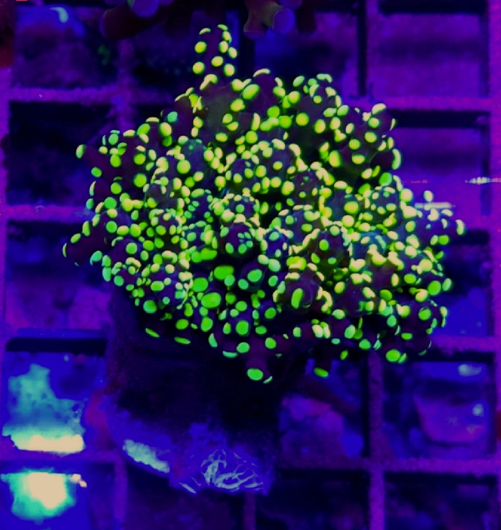 WYSIWYG Neon Green Octospawn coral