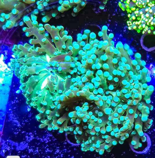 WYSIWYG 2 heads Toxic Green Octospawn coral