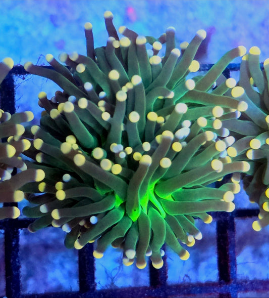 WYSIWYG Lemon Head Torch Coral 2 Heads - Shipwreck Cove Corals