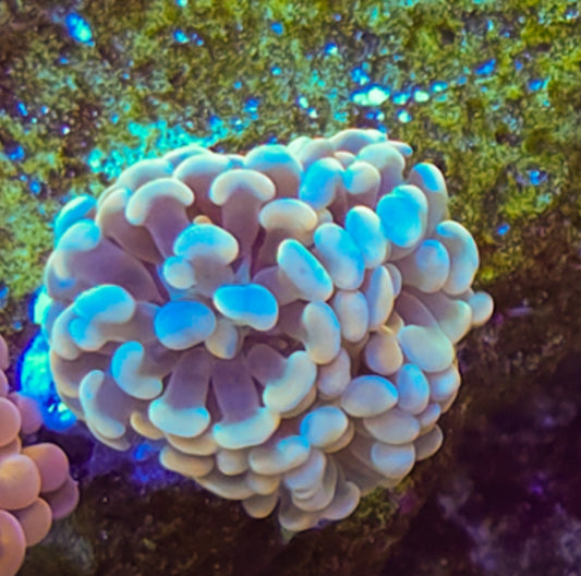 WYSIWYG 3 Head Gold+Blue Branching Hammer Coral
