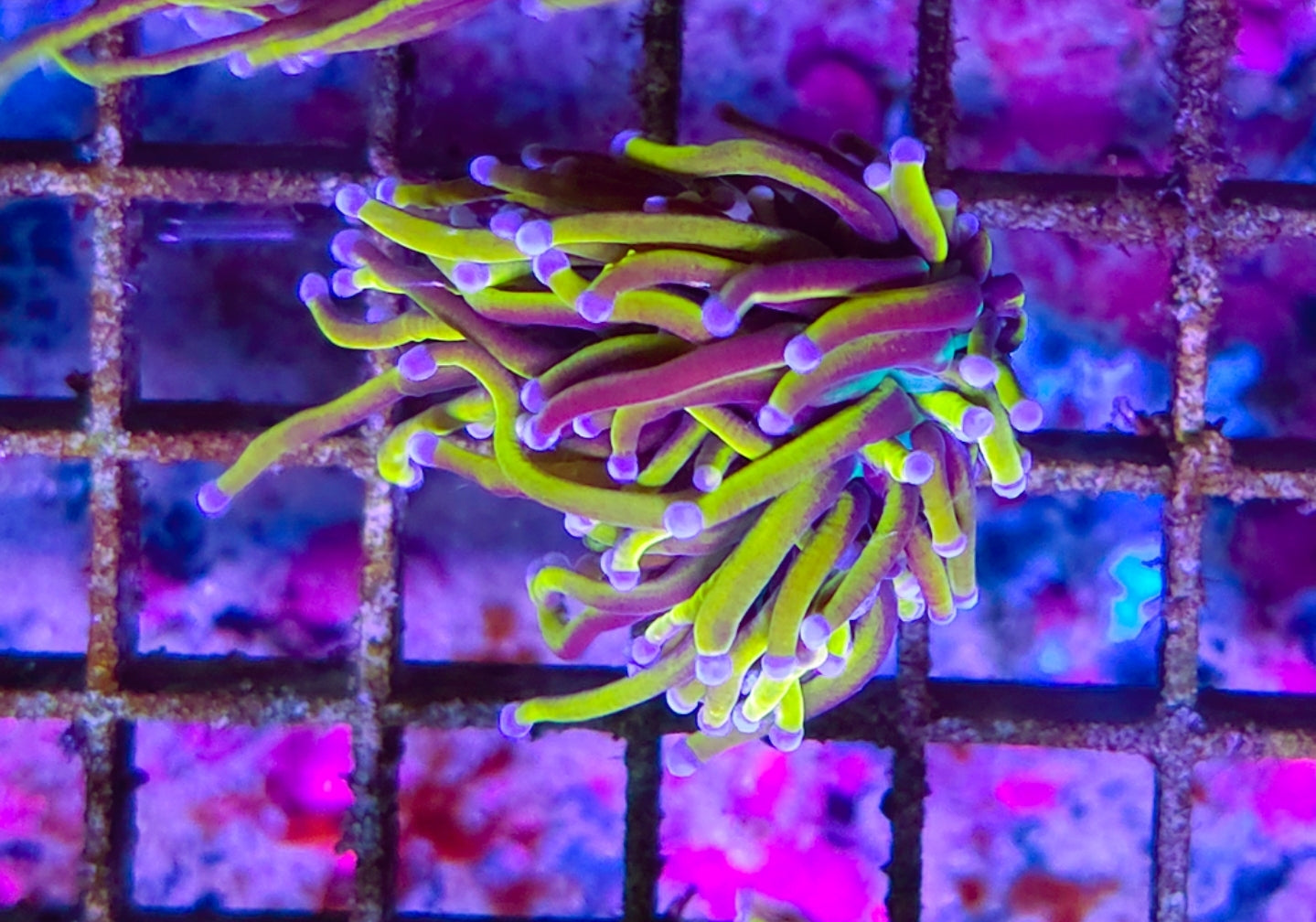 WYSIWYG SCC Ultimate Gold Torch coral