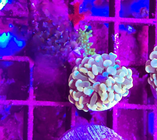 WYSIWYG 1 head HG Branching Hammer