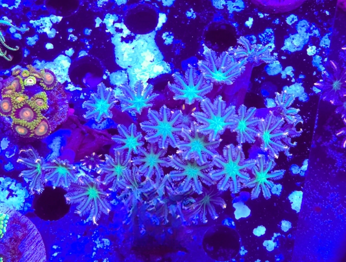 WYSIWYG Firework clove Polyps