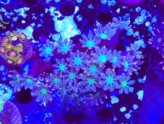 WYSIWYG Firework clove Polyps